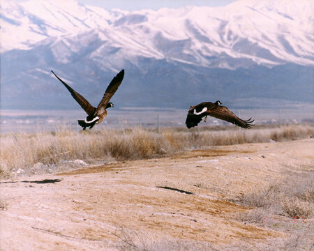 Canada Geese Take Flight 
