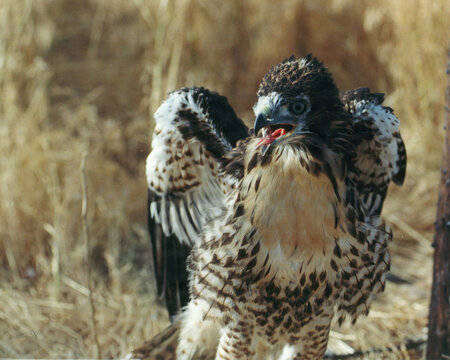 A juvenile red-tailed hawk spreads 