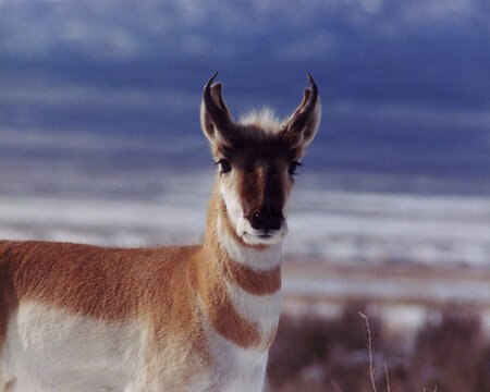 Pronghorn antelope