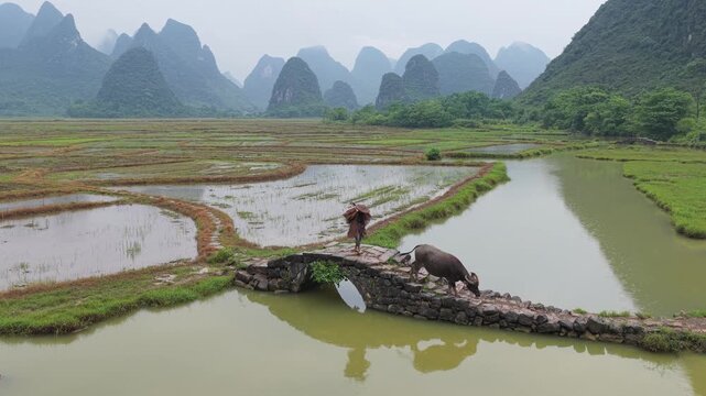 Aerial view of a farmer with a water buffalo crossing a stone bridge in the rice fields of Guilin with karst mountains in the background in Guilin, Guangxi, China.