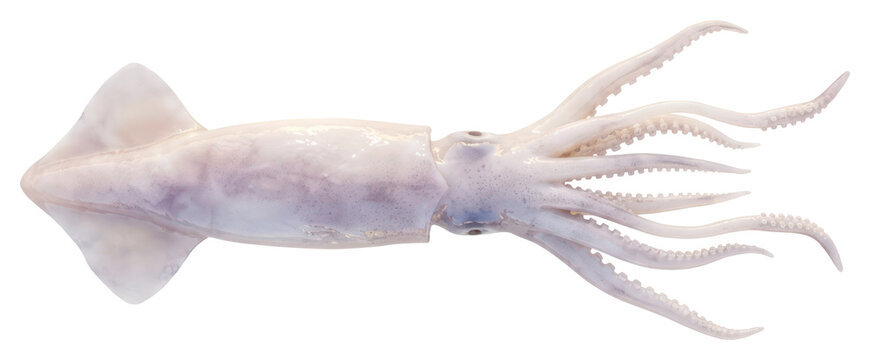 Fresh Raw Squid Isolated on White Background