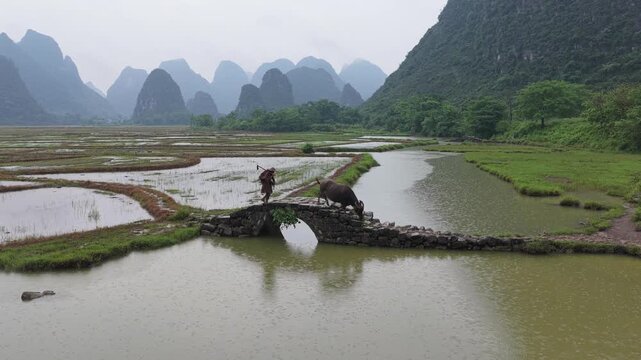 Aerial view of a farmer leading a water buffalo across a traditional stone bridge over a river, surrounded by lush rice paddies and karst mountains in Guilin, Guangxi, China.