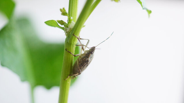 Halyomorpha halys brown marmorated stink bug feeding on plant sap from green stem, close up macro wildlife photography showing insect feeding behavior
