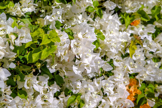  Bougainvillea blooms in the city park
