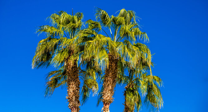 Palm leaves on a blue sky background
