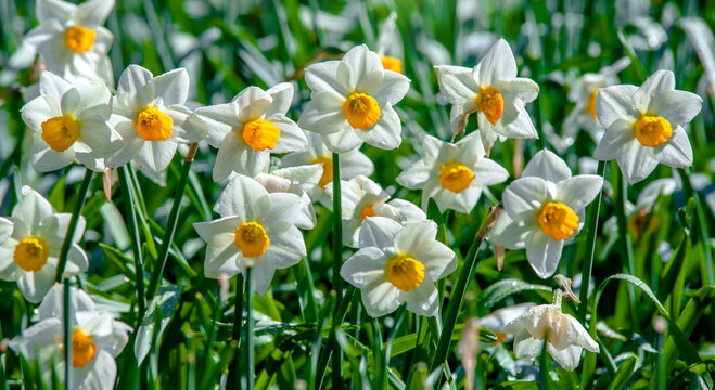 White daffodils on a green natural background