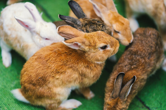 group of rabbits resting