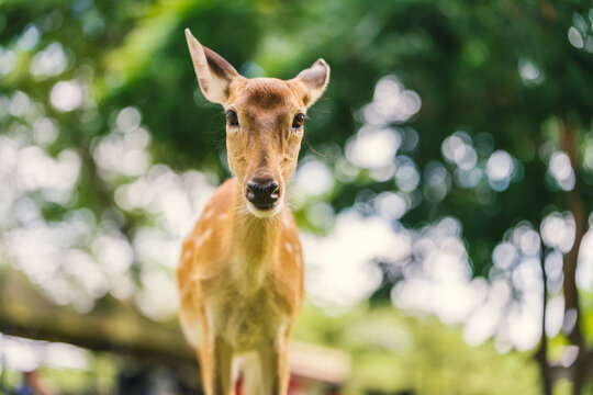 spotted deer looking directly at the camera in park