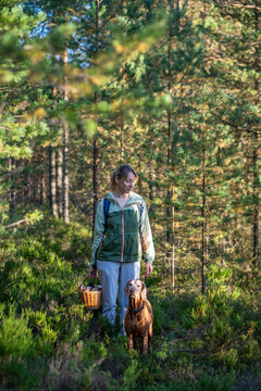 Woman picker pet owner walking in forest with dog, female forager holding basket full of porcini mushrooms and strolling along with pet in woodlands. Pursuing outdoor, foraging and active lifestyle
