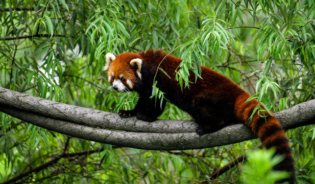The red panda on the rope among the leaves