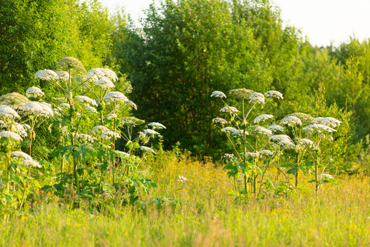 The tall hogweed grows in the field next to the shrubs.