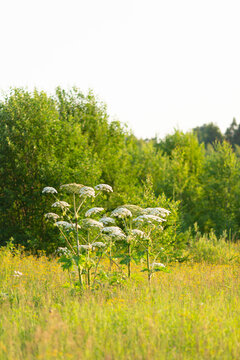 The tall hogweed grows in the field next to the shrubs.