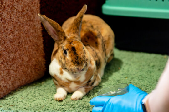 Cute Spotted Rex Rabbit at Veterinary Clinic Examined by Vet Wearing Blue Glove