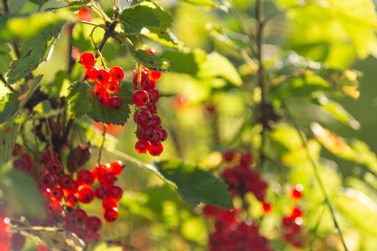 Ripe clusters of red currant berries on the bush. A sunny summer day.