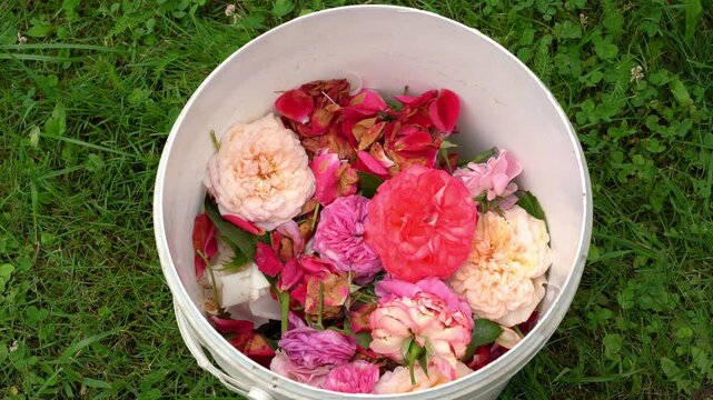 Gardener prunes with pruner shears withered rose buds in summer garden. Old pruned roses and secateurs fall into bucket of flowers. English bush rose. Flower care