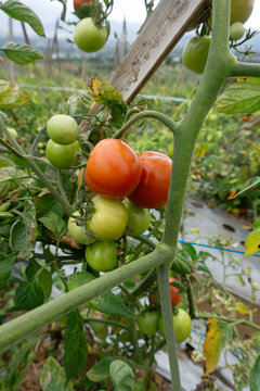 Fresh tomatoes growing on vine showing different stages of ripening from green to red