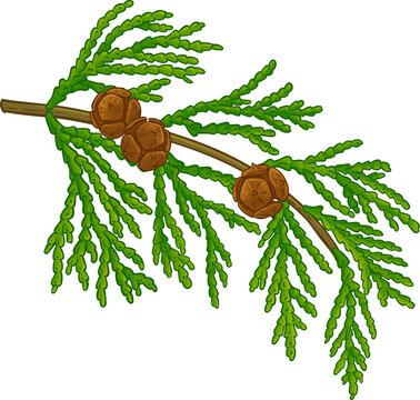 Cypress Branch with Cones and Leaves Colored Detailed Illustration. Essential oil ingredient for aromatherapy, health care, alternative medicine. 