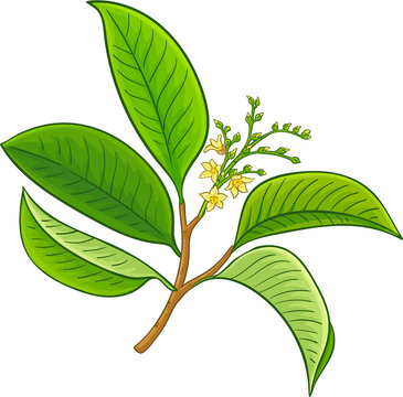 Borneo Tallow Nut Branch with Flowers, Nuts and Leaves Colored Detailed Illustration. Essential oil ingredient for cosmetics, spa, aromatherapy, health care, alternative medicine.