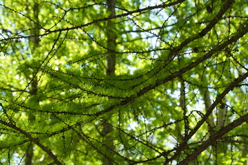 Fototapeta premium Green spruce branch illuminated by warm sunlight in a forest on a bright sunny day, creating a natural background with a peaceful and fresh atmosphere.