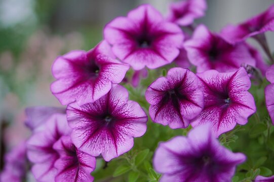 close up of violet flower