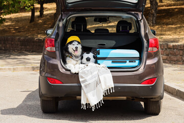 Happy husky dog wearing a yellow hat sitting in an open car trunk with a blue suitcase and soccer ball, ready for a summer road trip © Pixel-Shot