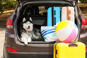 Happy siberian husky dog in car trunk with luggage and beach ball ready for summer vacation travel, Excitement of summer vacation travel and road trip adventures with a beloved pet © Pixel-Shot