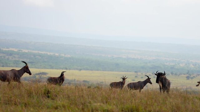 Wild Topi Antelope run and kick back in the air alert in the wild