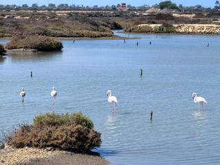 Flamingos in the water basins of the Salina Carboneros in the Bahía Cádiz Natural Park, between Chiclana de la Frontera, San Fernando and Cadiz, Andalusia, Spain © keBu.Medien