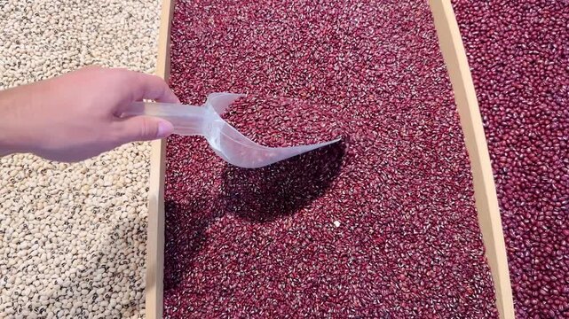 Dried Beans and Lentils Display in Supermarket &ndash; Bulk Legumes in Self-Service Bins
