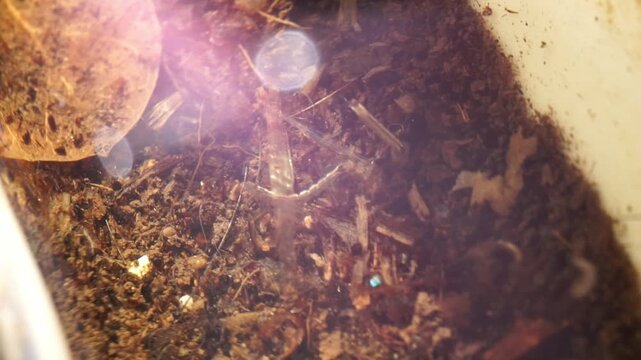 Video showing mosquito larvae swimming in water with organic matter. Useful for biology, research, education, and environmental design themes.