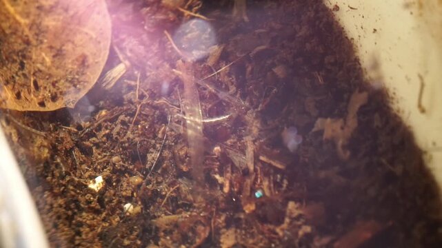 Video showing mosquito larvae swimming in water with organic matter. Useful for biology, research, education, and environmental design themes.