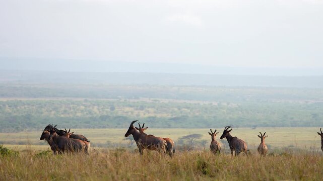 African Wildlife Scene Featuring Topi Antelopes and a Blue Wildebeest in Open Grasslands