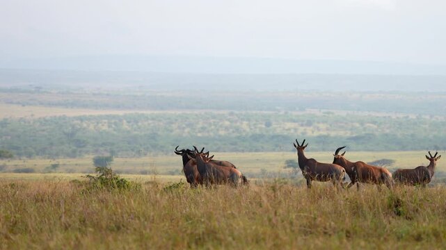 African Tsessebe Herd Fleeing Across the Grasslands in Slow Motion at Maasai Mara Kenya