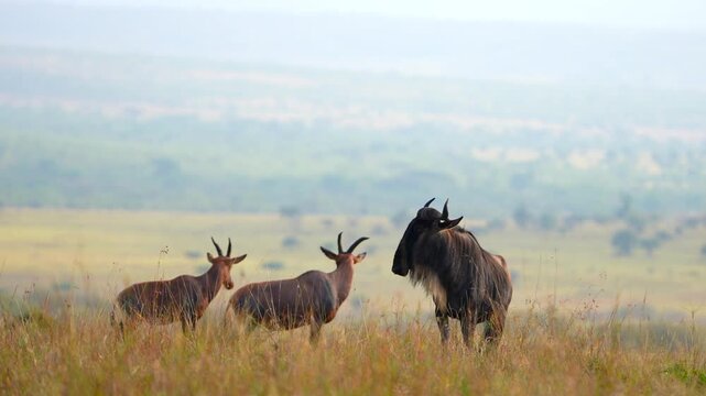 Mixed Herd of Topi Antelopes and Blue Wildebeest in Maasai Mara National Reserve