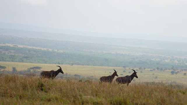 Three Topi Antelopes Standing Alert in the Open Grasslands of Maasai Mara National Reserve Kenya
