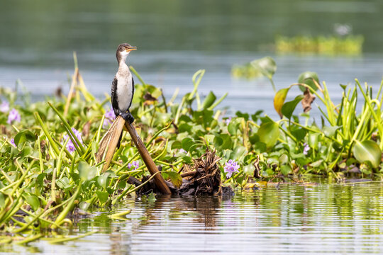 An immature long-tailed cormorant, microcarbo africanus, perched on the banks of Lake Edward, Uganda, and surrounded by water hyacinth.