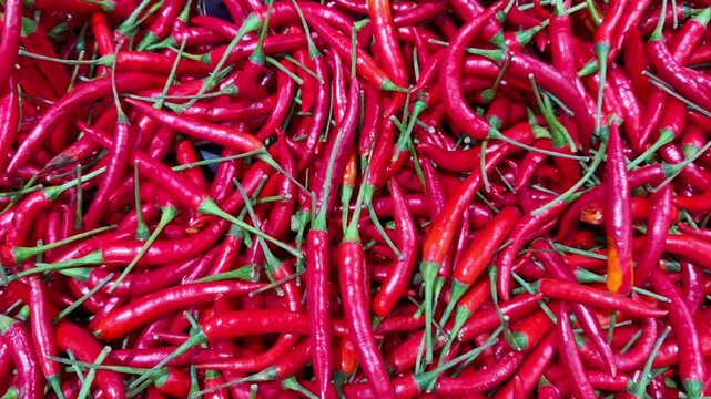 Fresh Bell Peppers and Chili Pepper Varieties in Supermarket Fruit and Vegetable Section &ndash; Sweet and Hot Peppers on Display