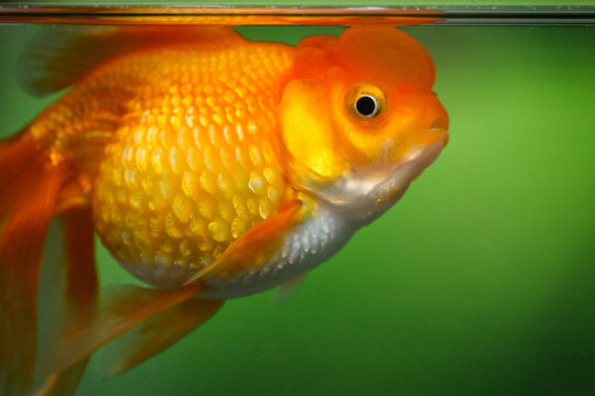 Close-up macro of a golden yellow goldfish's eyes in the water