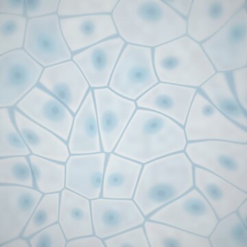 Cellular structure with nuclei