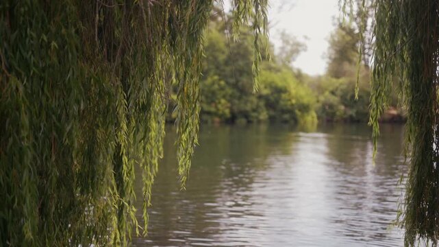 Weeping willow branches frame a tranquil riverbank scene