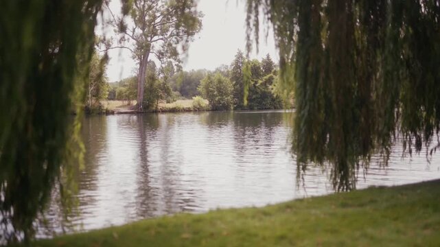 Weeping willow branches frame a tranquil river scene with lush greenery