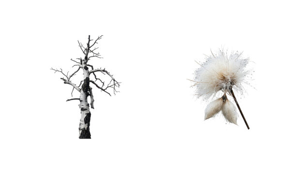 Bare Birch Tree and Fluffy White Dandelion Seed Head