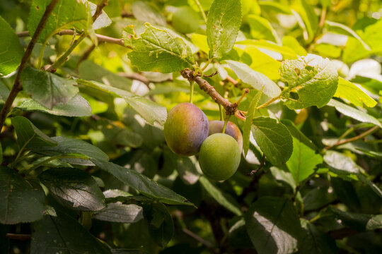 A close-up of green plums with purple blush hanging on a branch among fresh leaves. Summer garden harvest with natural sunlight highlighting the smooth fruit skin.