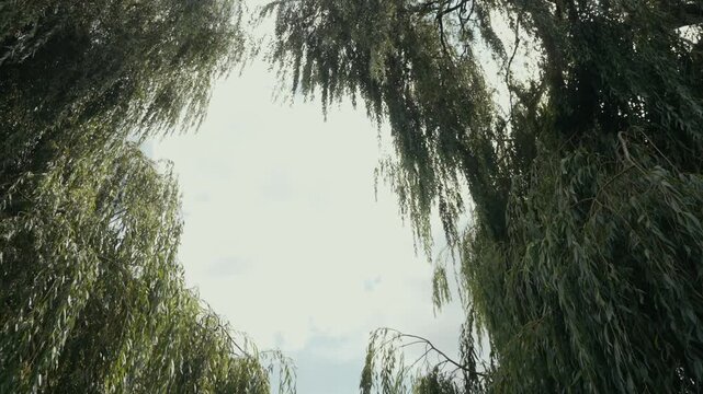 Weeping willow branches frame a bright sky over a lush garden