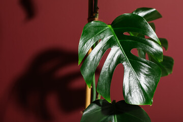 Beautiful Monstera leaves on red background © Pixel-Shot