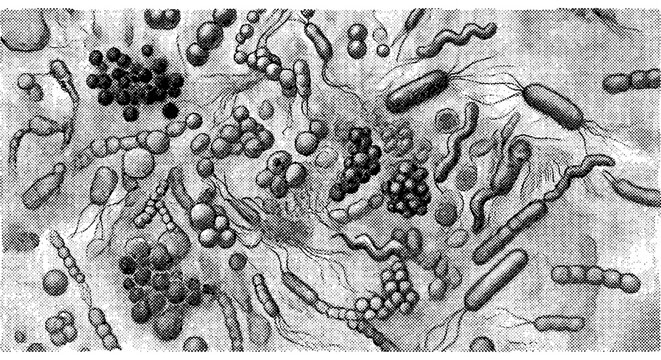 Halftone monochrome microscopic illustration of various bacteria cells including cocci, bacilli, and spirilla with grainy vintage texture