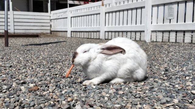 A white domestic rabbit eats a carrot.