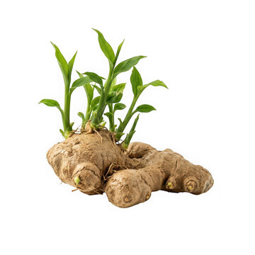 Fresh ginger root with green sprouts isolated on transparent background