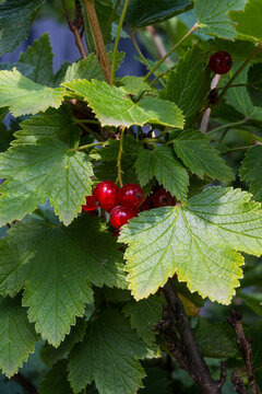 Vertical view of red currant berries hanging on a branch with textured green leaves. Sunlit glossy fruit and natural foliage create a fresh summer harvest composition.