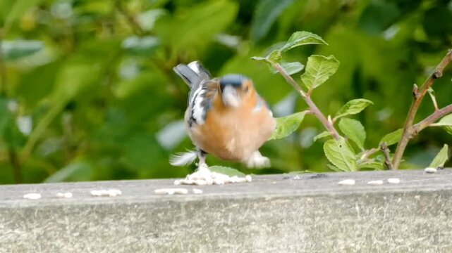 A male chaffinch (Fringilla coelebs) eats seeds left on a fence top. The bird is brightly coloured with a blue-grey cap and rust-red underparts. The fence top is wooden and weathered.